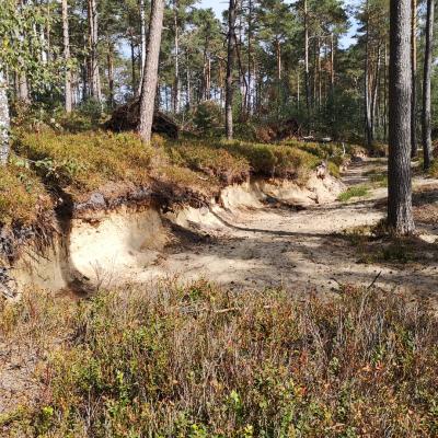 Reptilien U Insekten