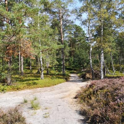 Sproetzer Heide Fuhren